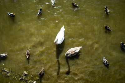 High angle view of ducks in lake
