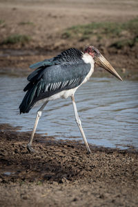 Marabou stork walks along beach beside stream