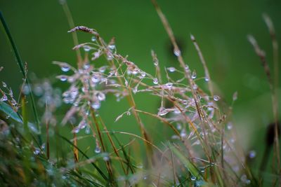 Close-up of flowering plants on field