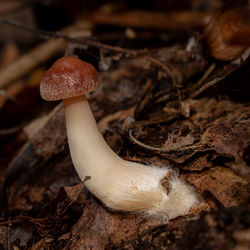 mushroom