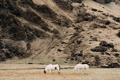 Horses grazing in a field