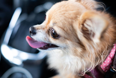 Close-up of dog looking away