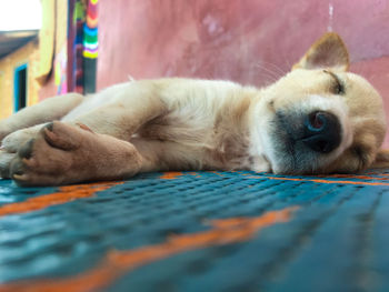 Close-up of dog sleeping on land