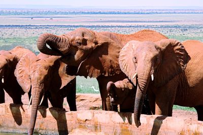 Low angle view of elephant on beach