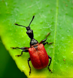 Close-up of insect on leaf