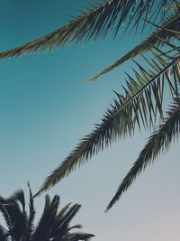 Low angle view of palm tree against sky