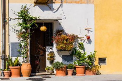 Potted plants outside building