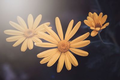 Close-up of yellow daisy flowers