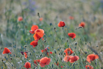 Close-up of red poppy flowers growing on field