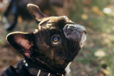 Close-up of dog looking away outdoors