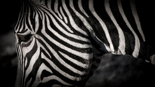 Close-up of zebra standing outdoors