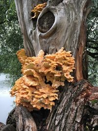 Close-up of fungus growing on tree trunk in forest