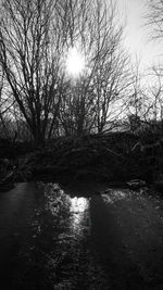 Reflection of bare trees in river