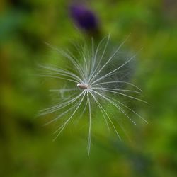 Close-up of dandelion on plant