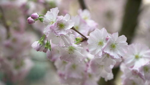 Close-up of cherry blossoms