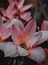 Close-up of pink lily