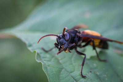 Close-up of insect on leaf