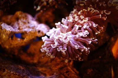 Close-up of coral in sea