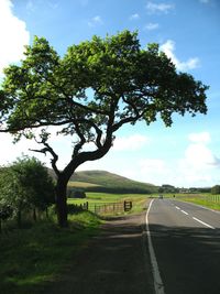 Trees on road against sky