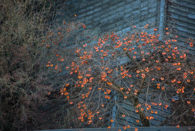 Close-up of flower tree by water