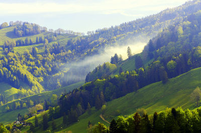 Scenic view of forest against sky