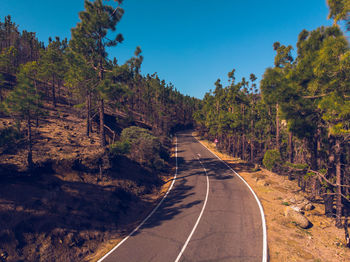 Empty road along trees and plants