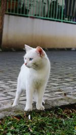 Portrait of white cat