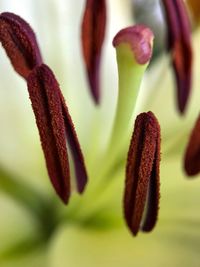 Close-up of red flowering plant