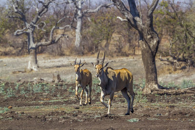 Antelopes walking on land against trees in forest