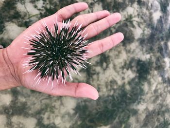 High angle view of hand holding flower