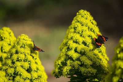 Close-up of butterflies on flowers