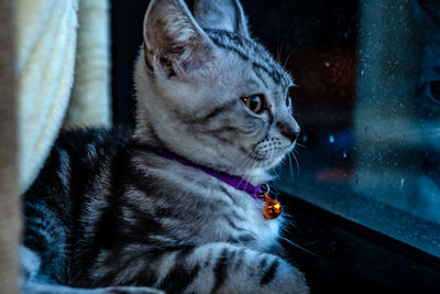 Close-up of a cat looking away