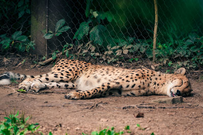 Cat sleeping in a zoo