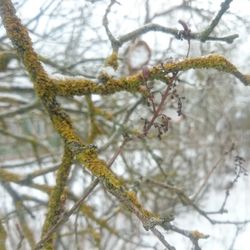 Low angle view of snow covered tree