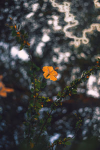 Close-up of yellow flowering plant