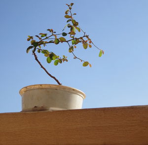 Low angle view of potted plant against clear blue sky