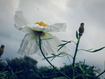 Close-up of honey bee on flower against sky