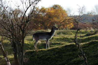 Side view of deer standing on field