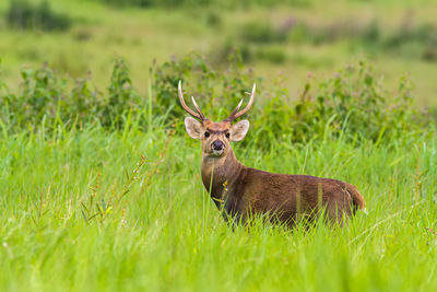 Hog deer  stand alone on green grass at phu khieo wildlife province,thailand.