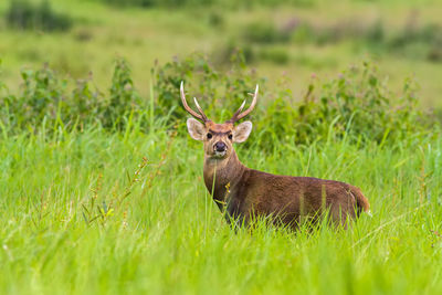 Deer in a field