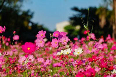 Close-up of pink flowering plants