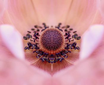 Extreme close-up of flower pollen