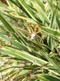 Close-up of insect on leaf