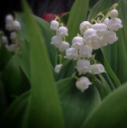 Close-up of flowers