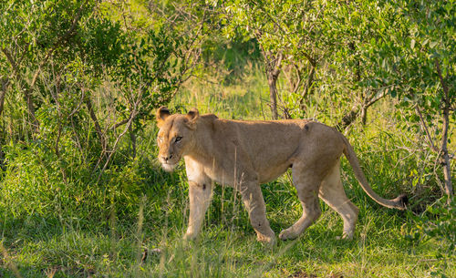 Lioness in the nature reserve in hluhluwe national park south africa