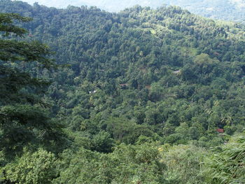 Scenic view of forest