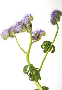 Close-up of purple flowering plant against white background