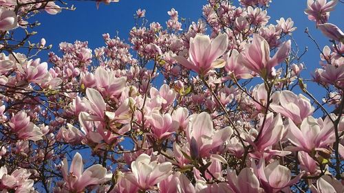 Low angle view of pink flowers blooming on tree