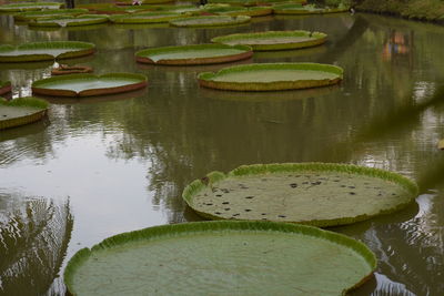 Lotus water lily in lake