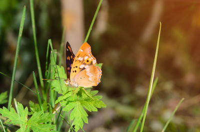 Close-up of butterfly on flower